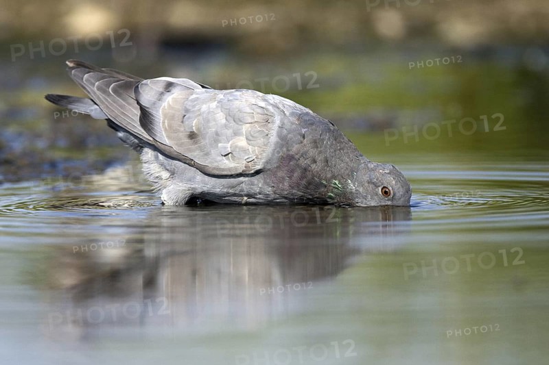 Rock Dove (Columba livia), Castile-La Mancha, Spain
