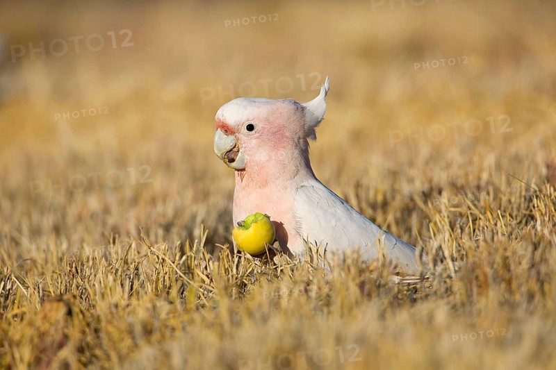 Major Mitchell's Cockatoo (Lophochroa leadbeateri) feeding on a Paddy melon (Cucumis myriocarpus), Northern Territory, Australia