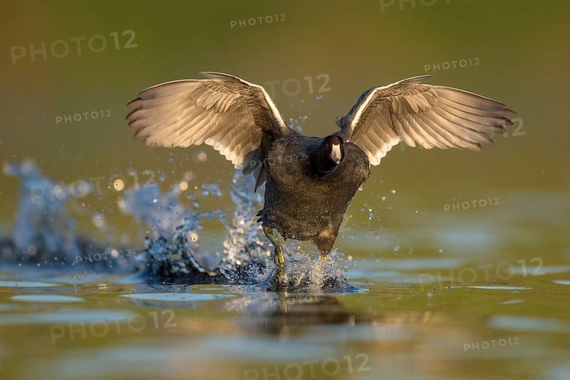 American Coot (Fulica americana) taking flight, British Columbia, Canada