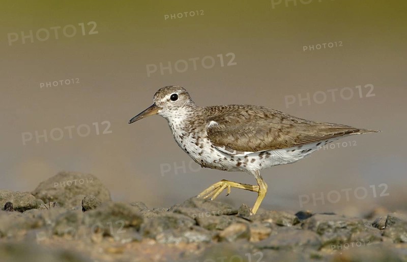 Spotted Sandpiper (Actitis macularius), Texas, USA