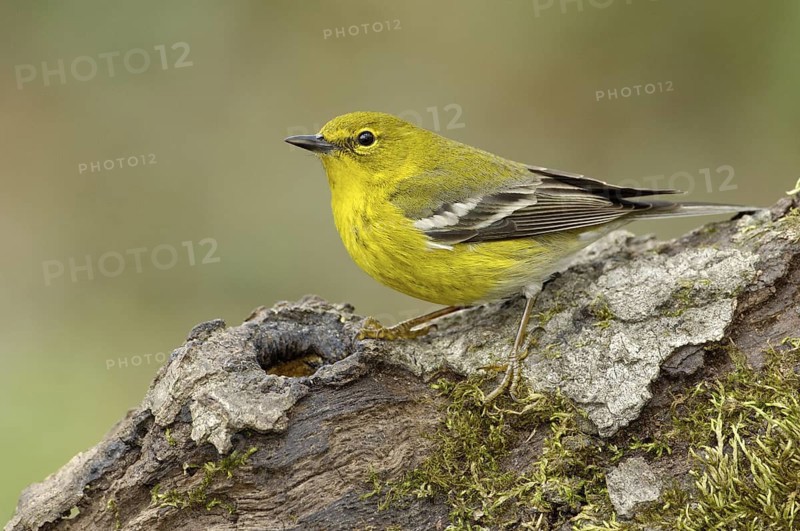 Pine Warbler (Setophaga pinus), Texas, USA