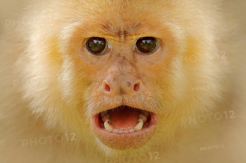 Close-up detail of monkey face. White-headed Capuchin, black monkey sitting on tree branch in the dark tropical forest. Wildlife of Costa Rica. Travel holiday in Central America