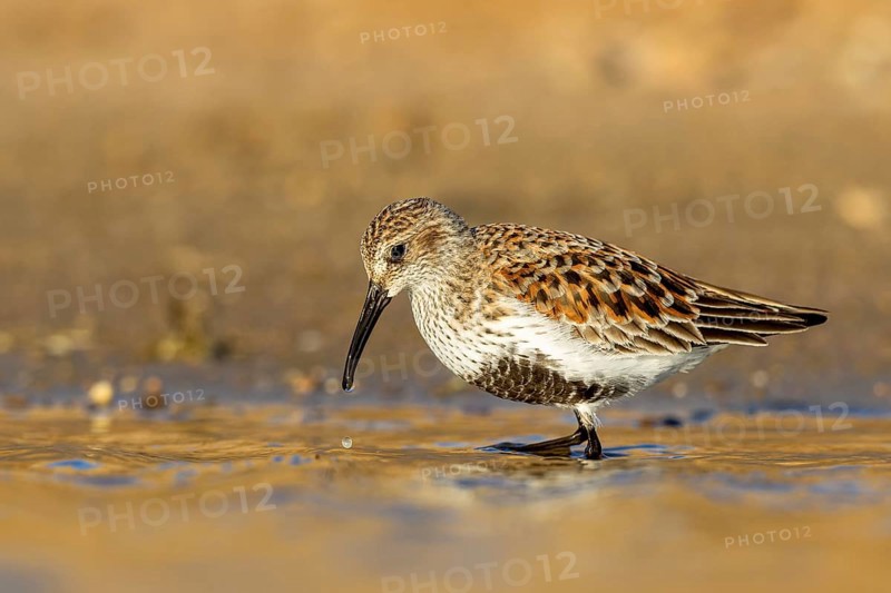 Dunlin (Calidris alpina) foraging, North Rhine-Westphalia, Germany