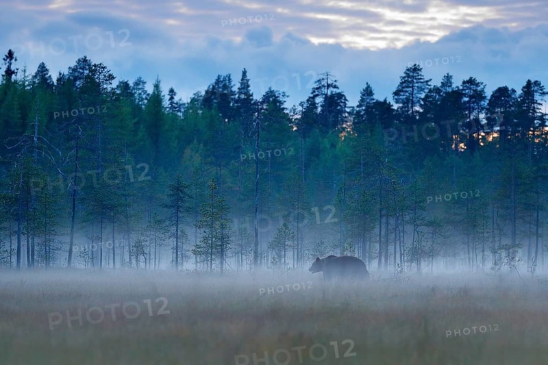 Foggy forest with brown bear in fog. Bear hidden in forest. Autumn forest with animal. Beautiful brown bear walking around lake with autumn colours. Dangerous animal, nature forest and meadow habitat