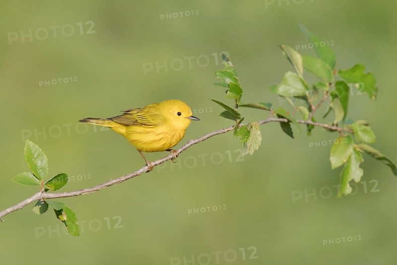 American Yellow Warbler (Setophaga aestiva) perched on a branch, Texas, USA