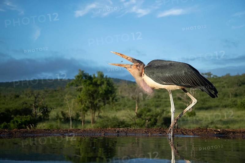 Marabou Stork (Leptoptilos crumenifer) foraging in shallow water, South Africa