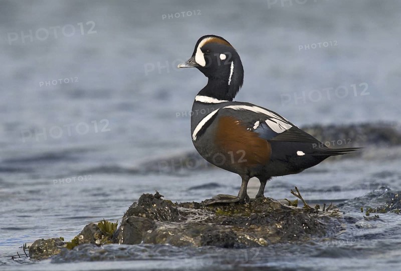 Harlequin Duck (Histrionicus histrionicus) male, British Columbia, Canada