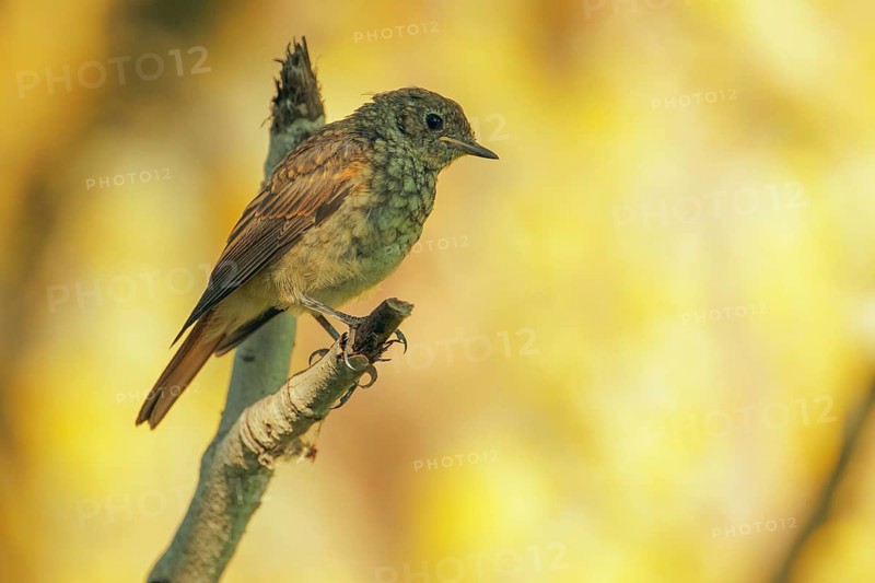 Thrush Nightingale (Luscinia luscinia) juvenile, Danube-Delta, Romania