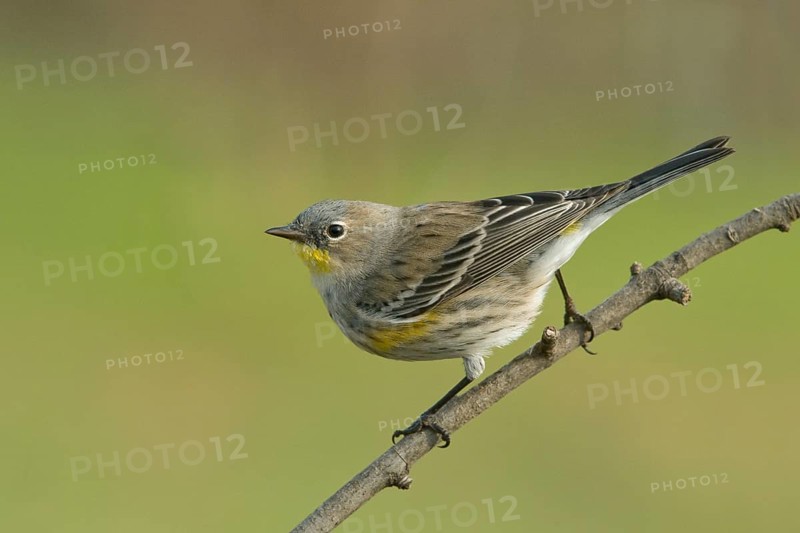Audubon's Yellow-rumped Warbler (Setophaga coronata) Sacramento County California
