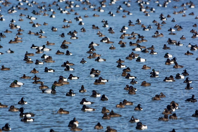 Greater Scaup & Tufted Duck (Aythya marila & Aythya fuligula) huge group on a lake, Mecklenburg-Western Pomerania, Germany