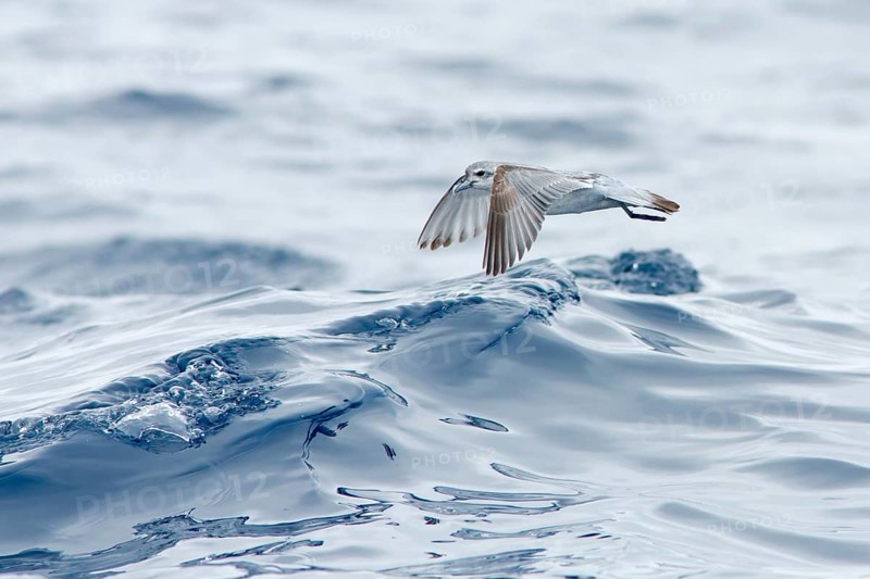 Fairy Prion (Pachyptila turtur) flying, Victoria, Australia
