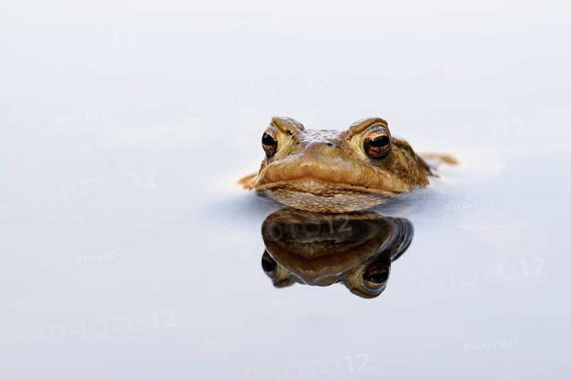 European Toad (Bufo bufo), adult at water surface, North Rhine-Westphalia, Germany