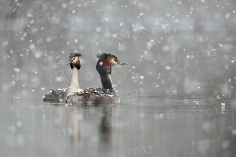 Great Crested Grebe (Podiceps cristatus) pair, North Rhine-Westphalia, Germany