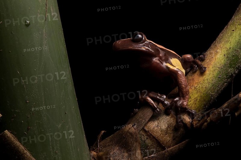 A very rare Chocolate frog in Ecuador. This species spends its entire leaf inside and around native bamboo stems