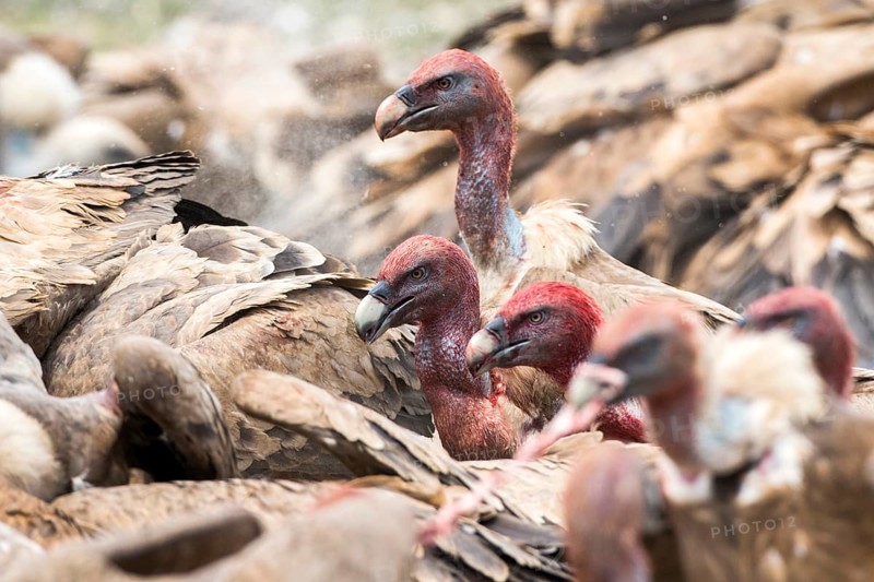 Griffon Vulture (Gyps fulvus) group, Castile and Leon, Spain