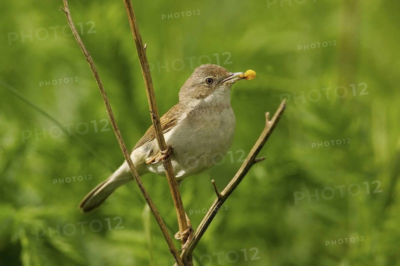 Common Whitethroat (Sylvia communis) female, Lower Saxony, Germany