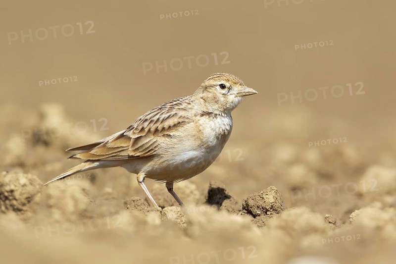 Greater Short-toed Lark (Calandrella brachydactyla), Podhum, Croatia