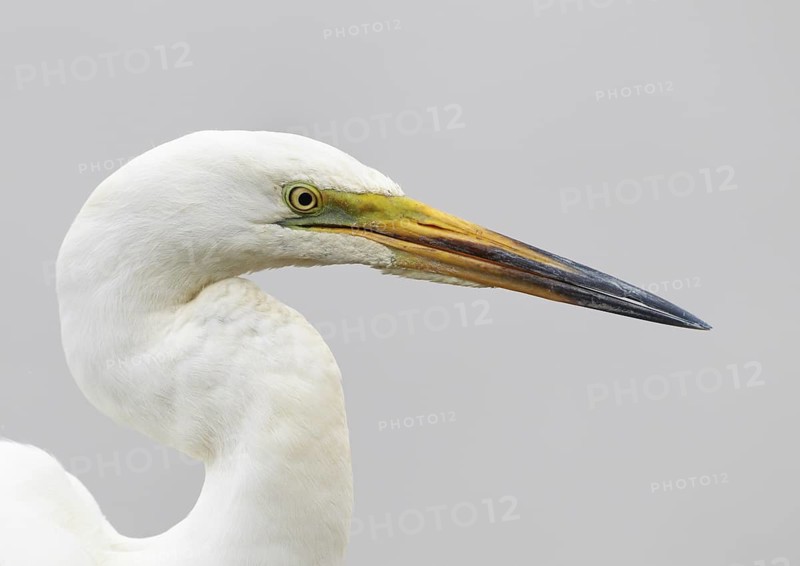 Great Egret (Ardea alba), Hortobagy, Hungary