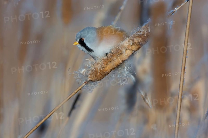 Bearded Reedling (Panurus biarmicus) male feeding on cattail seed, Thuringia, Germany