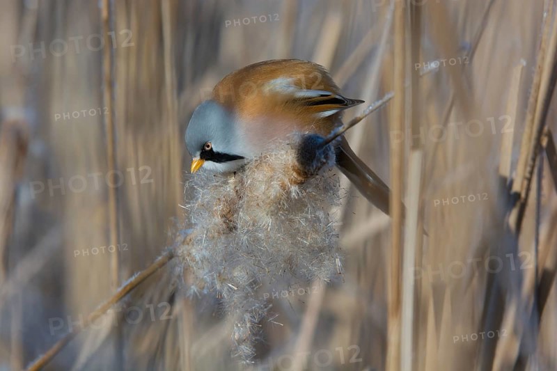 Bearded Reedling (Panurus biarmicus) male feeding on cattail seed, Thuringia, Germany