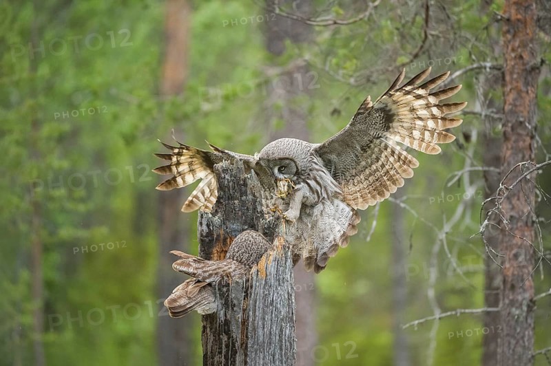Great Grey Owl (Strix nebulosa) male landing on nest with little bird prey in beak, Suomussalmi, Finland