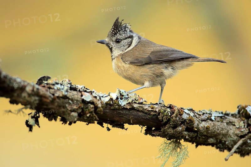 European Crested Tit (Lophophanes cristatus) perched on lichen branch, Andalusia, Spain