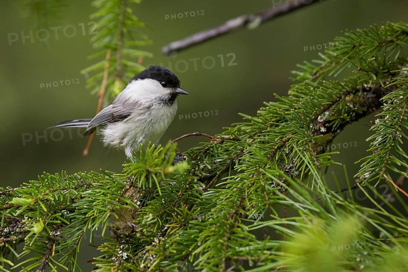 Willow Tit - Weidenmeise - Poecile montanus ssp. uralensis, Russia (Ural)