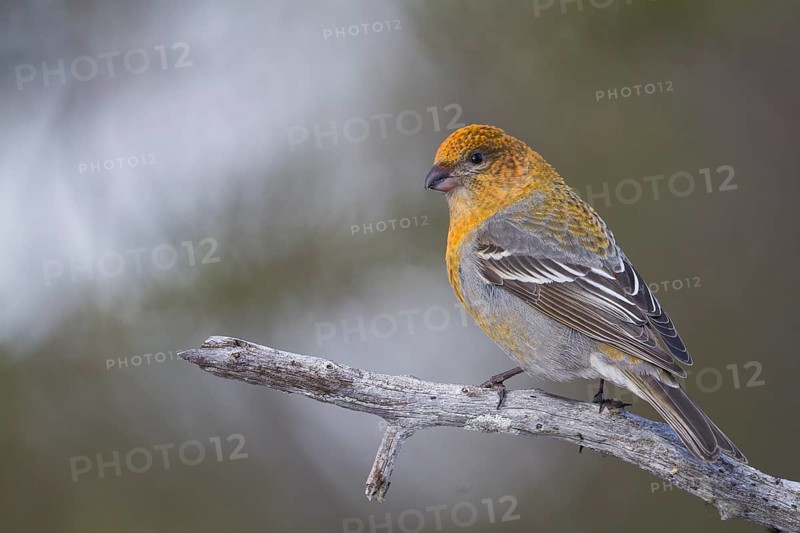 Pine Grosbeak - Hakengimpel - Pinicola enucleator, Finland