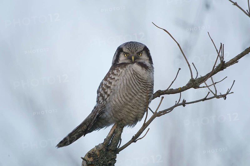 Northern Hawk-Owl (Surnia ulula), Saxony, Germany