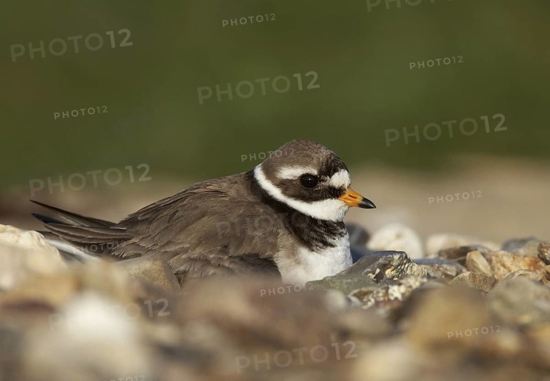 Common Ringed Plover (Charadrius hiaticula), Schleswig-Holstein, Germany