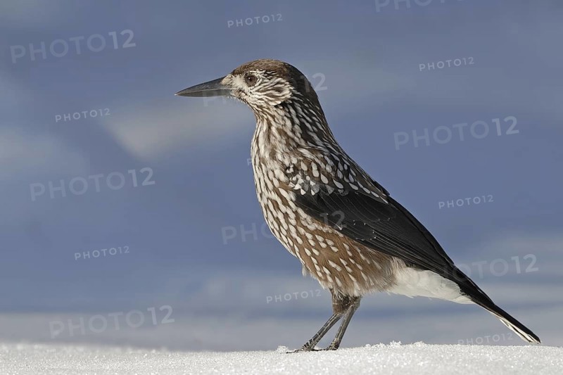Spotted Nutcracker (Nucifraga caryocatactes), Switzerland