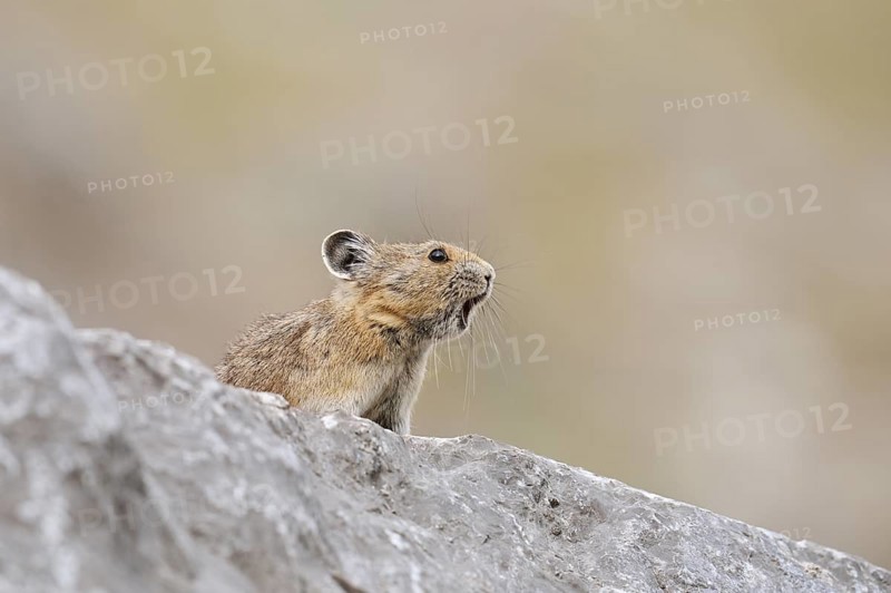 American pika (Ochotona princeps) sits calling on a rock, Jasper National Park, Alberta, Canada