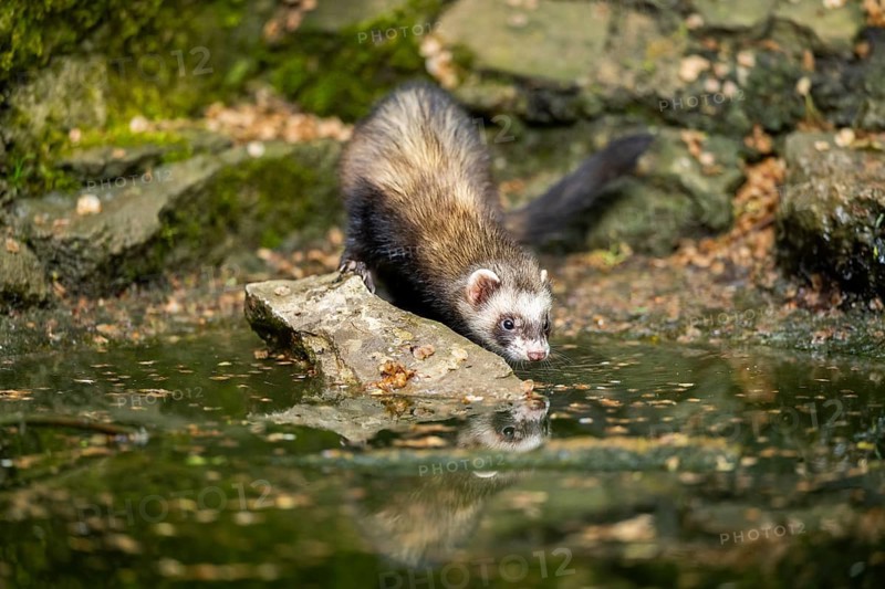 Ferret (Mustela putorius furo) on the edge of a little lake, Bavaria, Germany