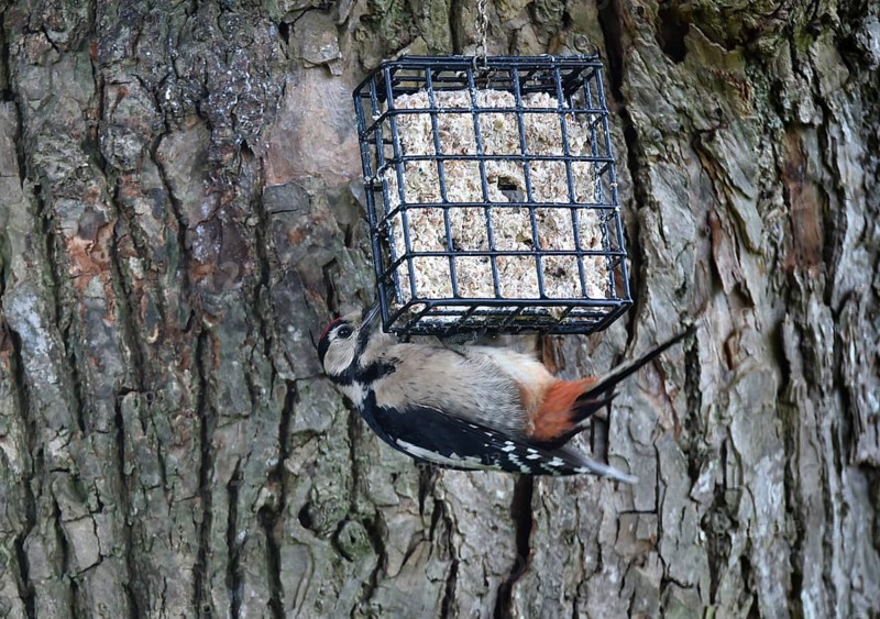 Great spotted woodpecker (Dendrocopos major) feeding on a lime tree (Tilia)