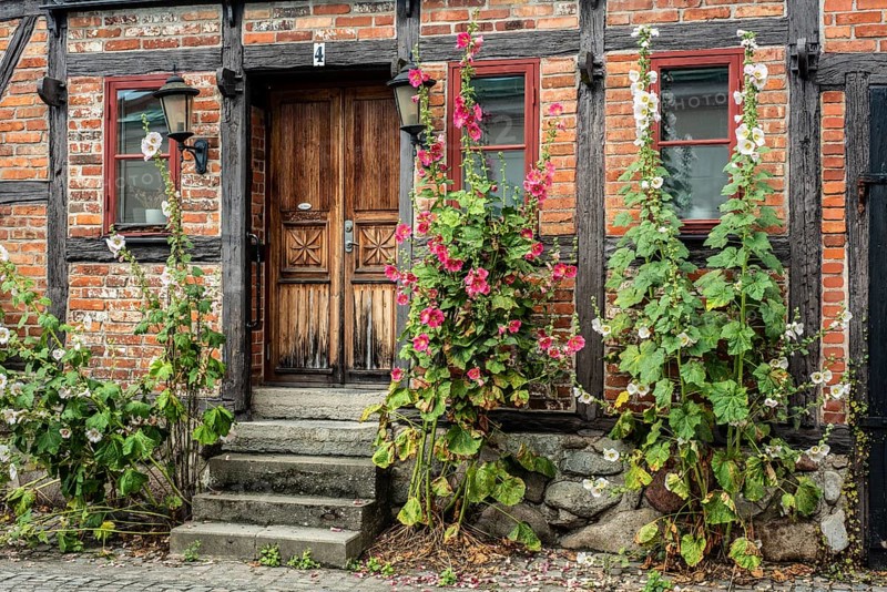 Hollyhocks (Alcea rosea) at a gate in a half-timbered house facing the street in Ystad, Skåne County, Sweden, Scandinavia