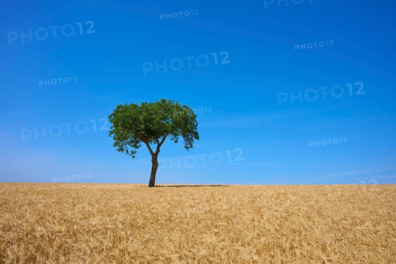 A lonely tree in a large wheat field in front of a bright blue sky, summer, Mainfranken, Bavaria, Germany