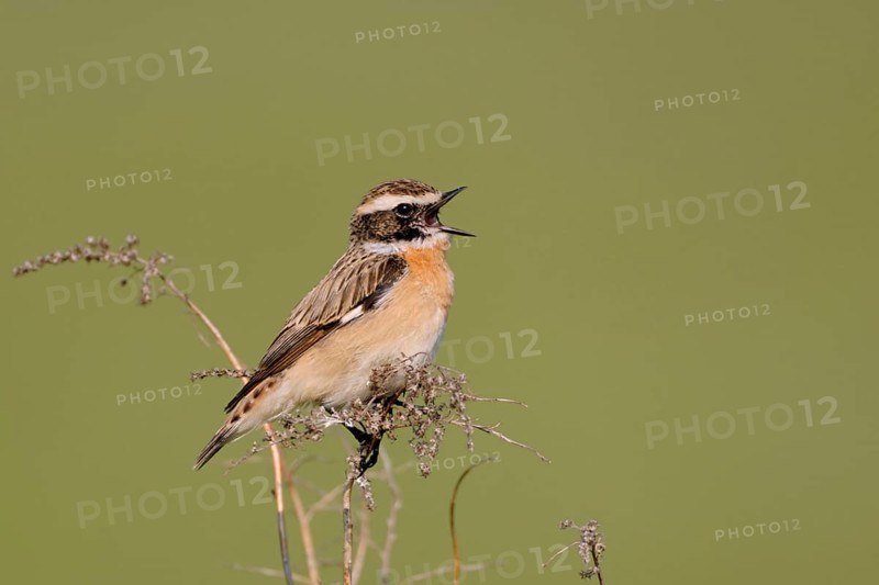 Songbird... Whinchat (Saxicola rubetra), male in splendid plumage sings at the top of his voice in spring, rare native, very pretty songbird, wildlife, Lower Saxony, Germany