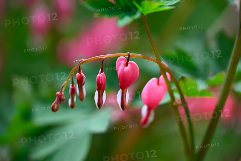 Weeping heart, flaming heart, flaming heart flower, heart flower, bicoloured heart flower, heart-shaped vine, Mary's heart (Lamprocapnos spectabilis)