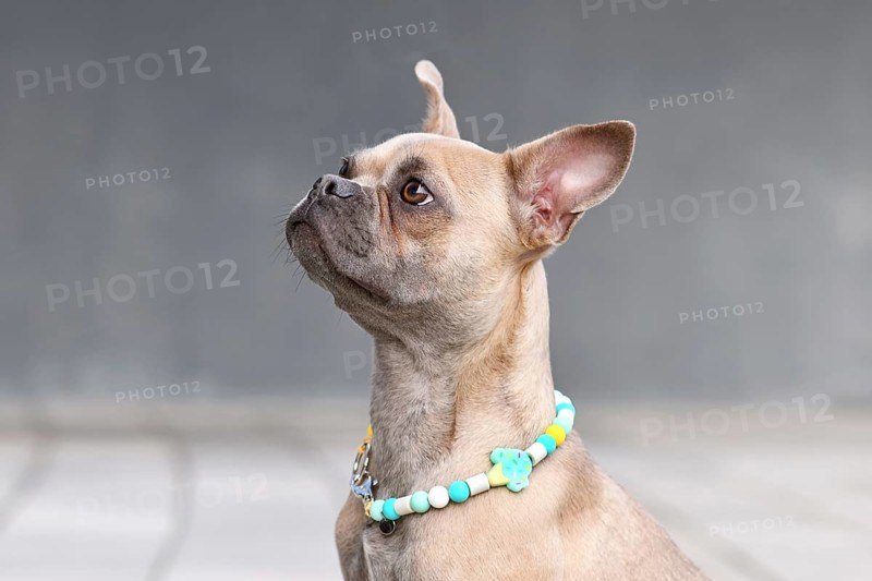 Portrait of blue fawn French Bulldog dog with long healthy nose wearing a EM ceramics necklace