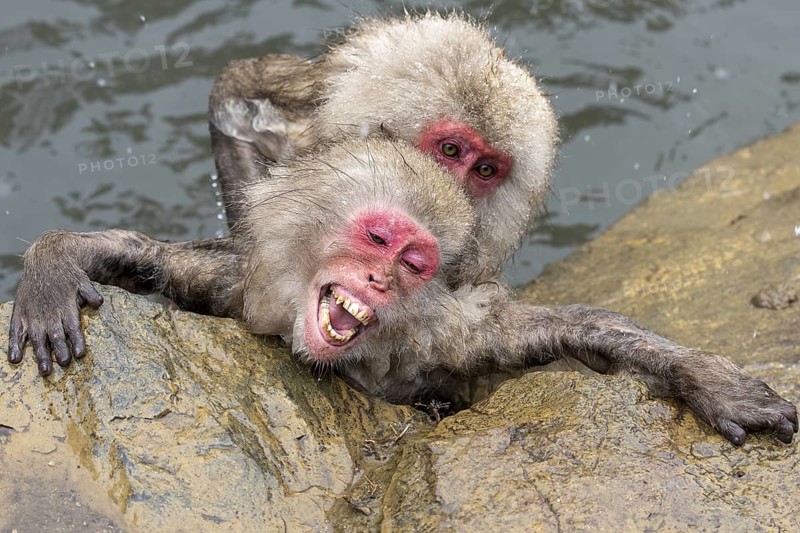 Japanese macaques (Macaca fuscata), wet, bathing, playing, in winter, Jigokudani Snow Monkey Park, Yamanouchi, Shimotakai, Nagano Prefecture, Japan