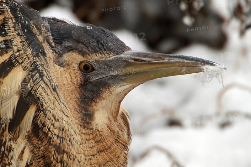 Eurasian Bittern (Botaurus stellaris), Saxony-Anhalt, Germany
