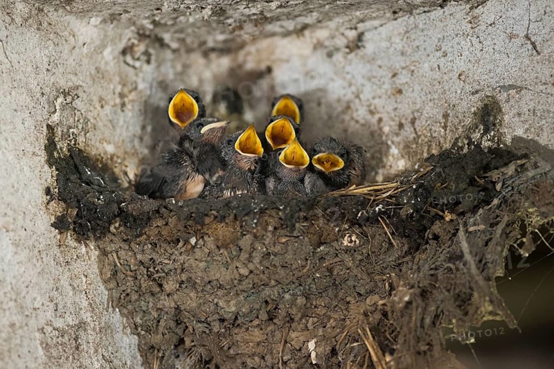 Barn Swallow (Hirundo rustica) chicks in nest begging for food, North Rhine-Westphalia, Germany