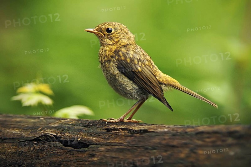 Song Thrush Turdus philomelos in the nature habitat. young bird sitting on the tree branch. Bird in the summer Hungary. Bird in the forest. Songbird with green forest background
