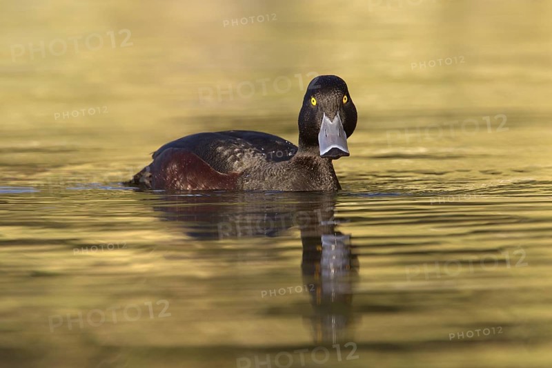 New Zealand Scaup (Aythya novaeseelandiae) male, New Zealand
