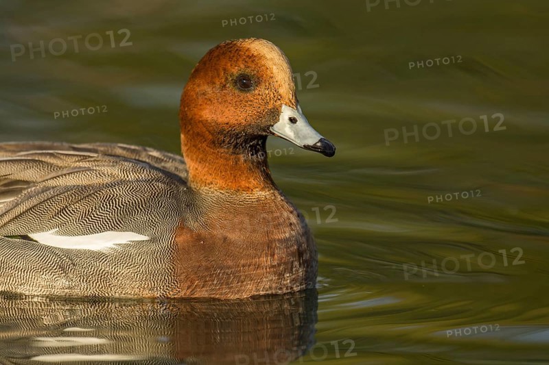 Eurasian Wigeon (Mareca penelope) male, Arizona, USA