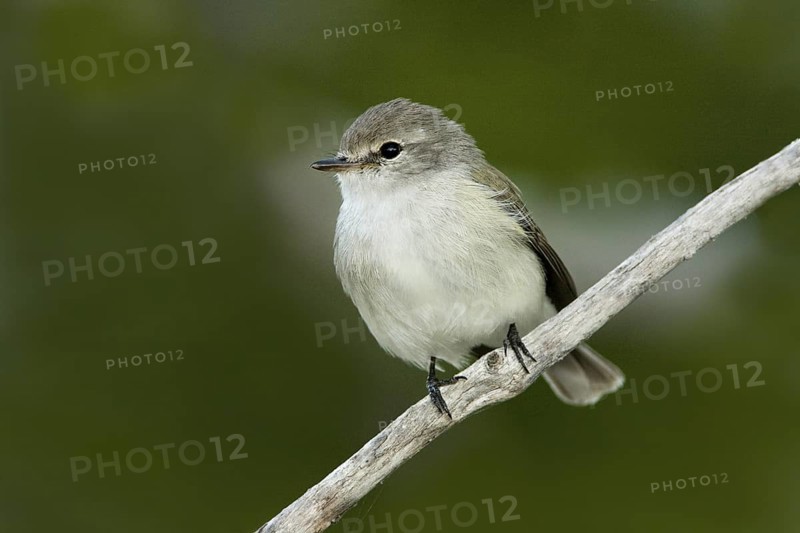 Lemon-bellied Flyrobin (Microeca flavigaster tormenti), Western Australia, Australia