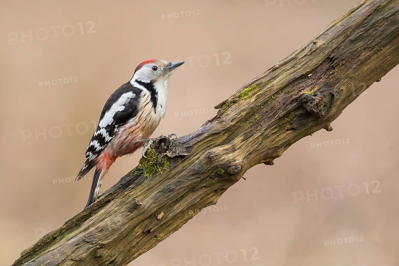 Middle Spotted Woodpecker (Dendrocoptes medius) climbing up a tree trunk, Poland