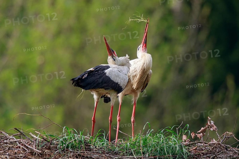 White Stork (Ciconia ciconia) pair at nest, North Rhine-Westphalia, Germany