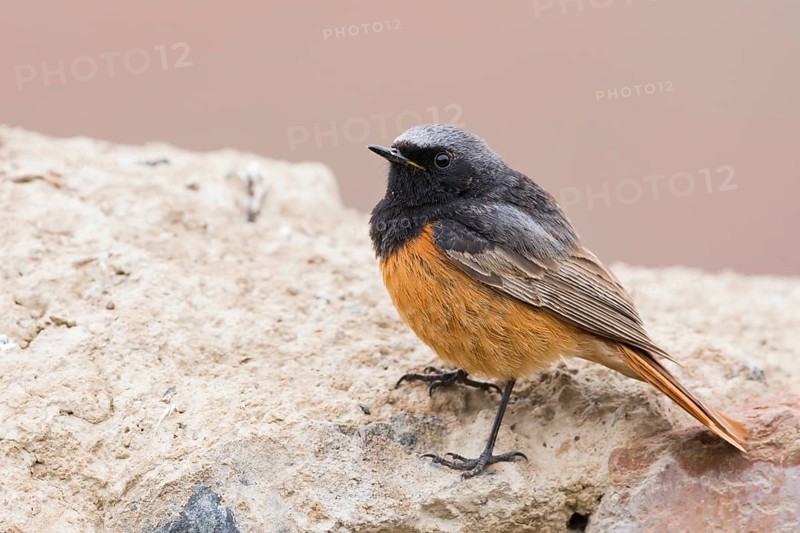 Black Redstart - Hausrotschwanz - Phoenicurus ochruros ssp. phoenicuroides, Kyrgyzstan, adult male