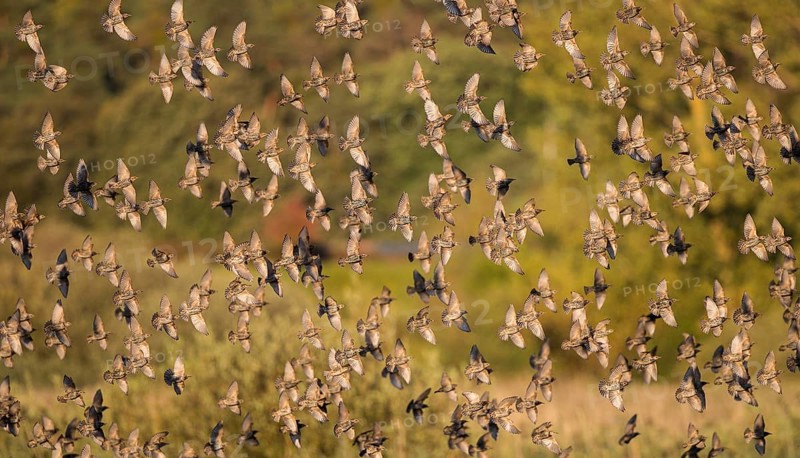 Common Starling (Sturnus vulgaris) large swarm flying in at sleeping place, Brandenburg, Germany